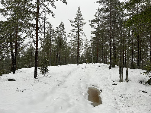 Sørtoppen på Fiskeløysåsen 
