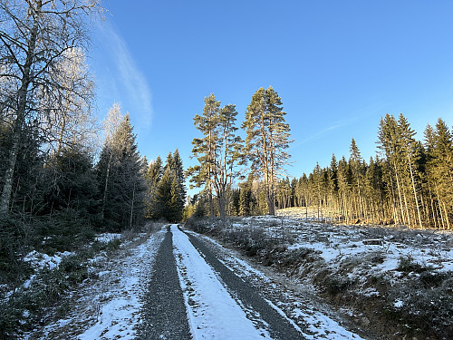Fin skogsvei i starten som ble noe dårligere etter hvert