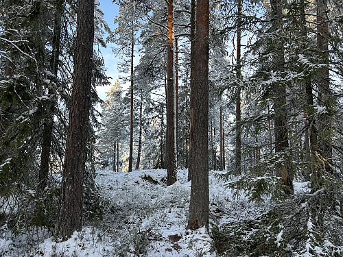 Hanatjennberget i Kongsvinger