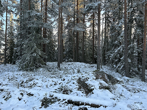 Hanatjennberget i Kongsvinger