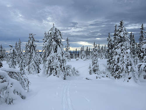 Hengedyhaugen 733 moh 