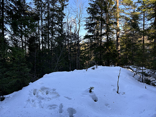 Hvileplass for elg på toppen av Maråsen. Her får den nok stort sett ligge i fred!