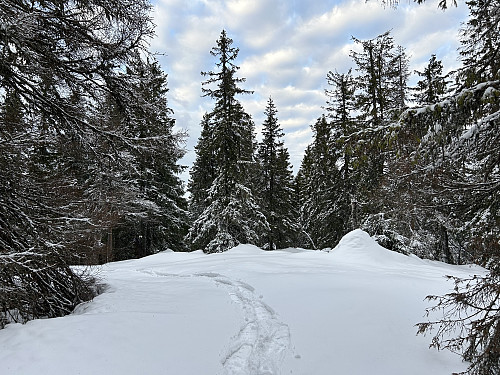Breihøgda 530 moh i Kongsvinger