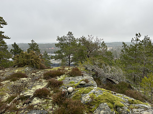 Utsikt østover fra trigpunktet på Børsåsen øst. Det er til denne toppen stien går.