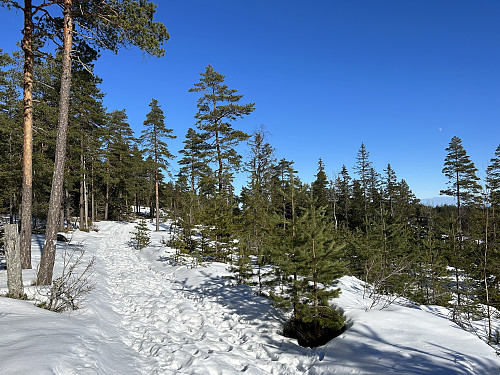 Fint skogsterreng oppover mot Kohinorhytta