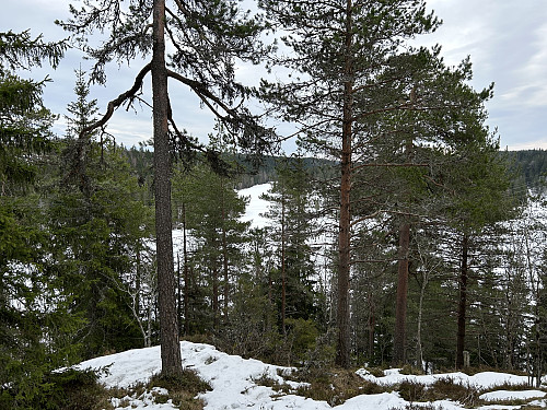 Halsjøen skimtes mellom trærne på vei opp til Tørråsen