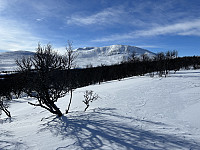 På vei opp gjennom skogen med Saukampen i siktet
