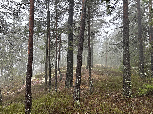 Toppartiet på Buktås i Larvik