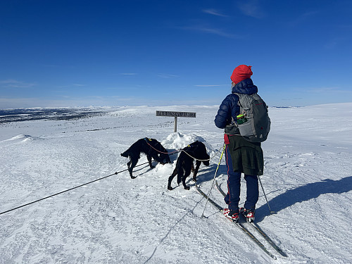 Taterungskampen i Ringsaker