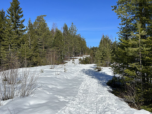 Godt opptråkket sti nordover mot Hauglifjellet