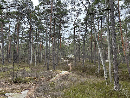 Gode, fine stier i området gjør Buråsen både tilgjengelig og attraktiv!