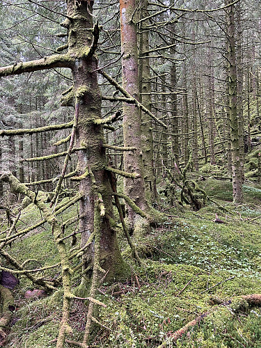 Trolsk skog nord for Gaustadfjellet