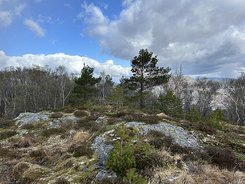 Toppen av Beitelen 260 moh