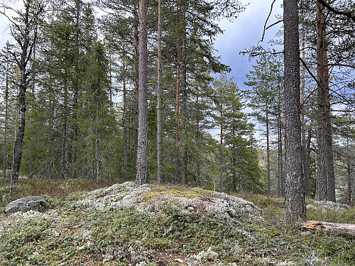 Kinnåsen vest ligger like ovenfor Bjønnehiet