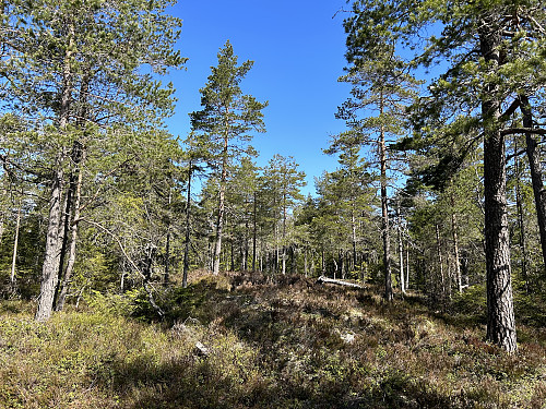 Svarvestolsbrenna 323 moh