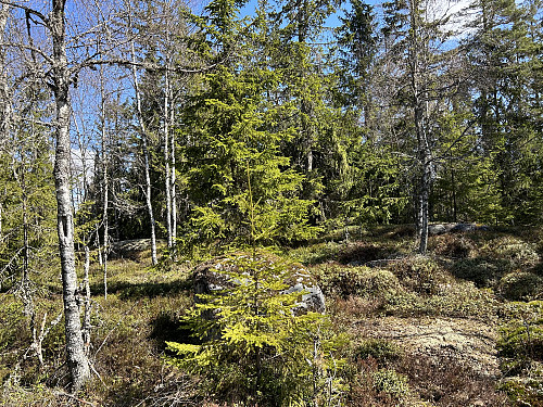 Skråbakkåsen 317 moh