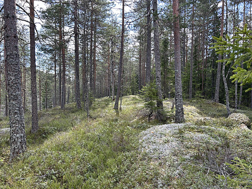 Sagåsen 220 moh