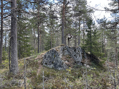 Hauktjernåsen 311 moh

