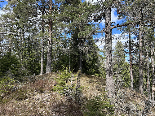 Kroktjernkollen 318 moh
