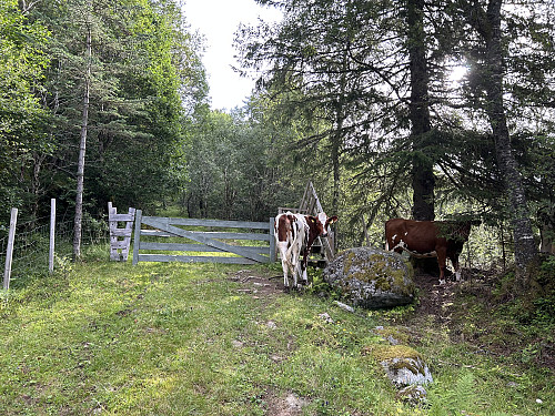 Grindvoktere underveis opp mot Stokkatinden.