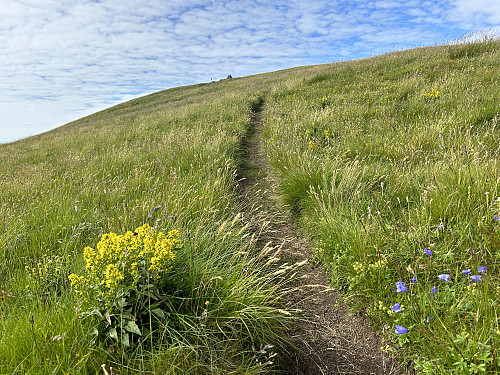 Varden i sikte. Det er frodig og overraskende mye flora her ute i havgapet.