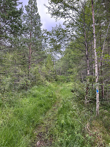 Snart gikk det over til å bli en merket sti. Foreløpig mer på vei innover enn oppover. Først like oppunder toppen kom all stigningen i en bratt jafs!