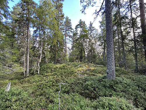 Løndalshøgda i Lunner