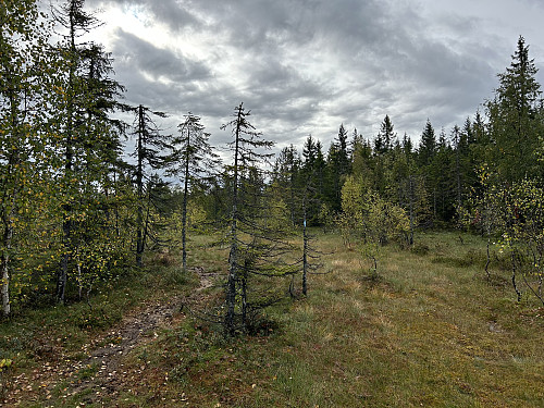 Delvis våt sti på vei innover mot Rudskampen