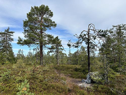 Alt på bildet kan defineres som toppunktet på Rudskampen
