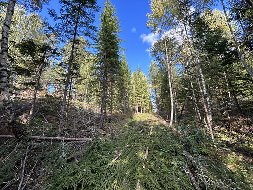 På vei opp siste bakken mot Vinsnesskogåsen