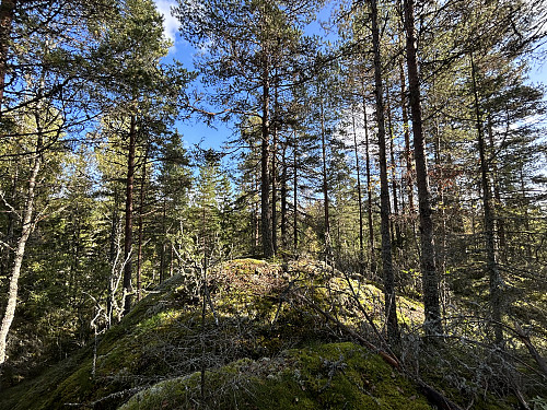 Vinsnesskogåsen i Lillestrøm