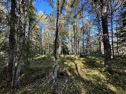 Bispedalskollen 319 moh