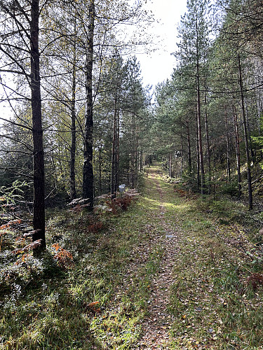 Fin vei/sti oppover mot Øyåsen