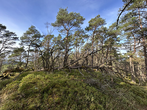 Det er blåst over ende et tre på toppunktet på Øyåsen