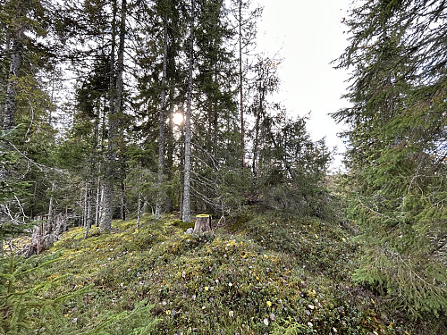 Breimåsanåsen 286 moh var egentlig bare en topp som besto av kratt