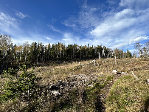 Sæteråsen i sikte. Toppunktet er inne blant trærne på den andre siden av hogstfeltet
