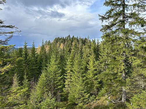 Elggrasåsen sett fra Sæteråsen