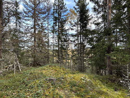 Elggrasåsen 310 moh