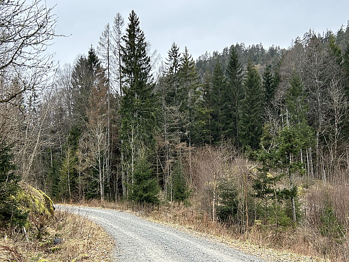Toppen sett fra veien like sør for Vestmunn.