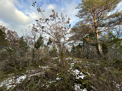 På toppunktet på Lun er det bare kratt å se, jeg er glad for at flåttsesongen var litt på hell da jeg var på besøk!