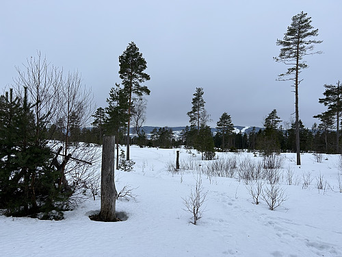 Bergeråsen i Lillestrøm