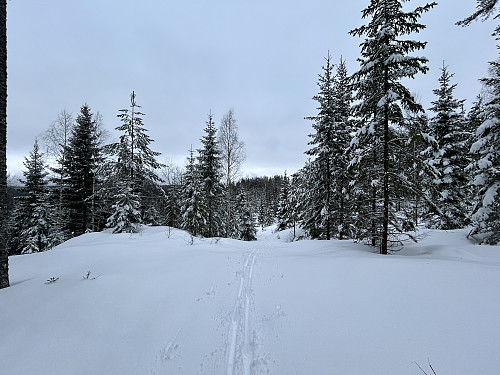 På vei opp gjennom skogen mot toppen av Kukollen