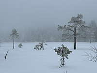 ØyvindBergkvam_20240616_666f246f2a753.jpg