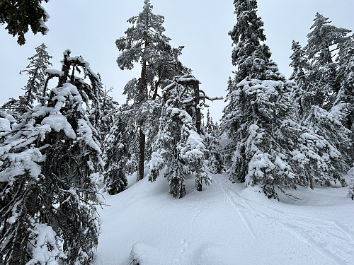 Toppunktet på Piperberget