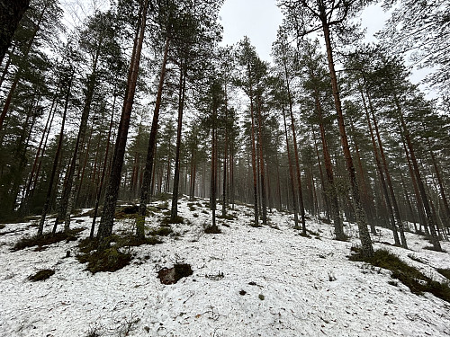 På vei opp mot Brattåsen
