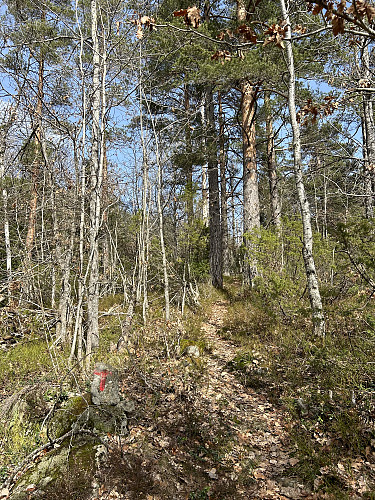 Bar sti opp til Bambleåsen
