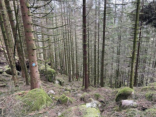 Blåmerket sti gjennom skogen på vei opp til Refslandsknuten