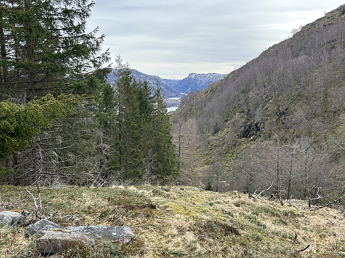 Her har jeg så vidt kommet opp forbi skoggrensa. Herfra bør man sikte seg inn på bekkeutløpet slik at man kommer til venstre for myrområdet oppe på flaten.