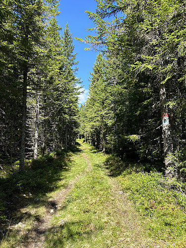 Langs blåmerket sti oppover mot Kjerkeberget