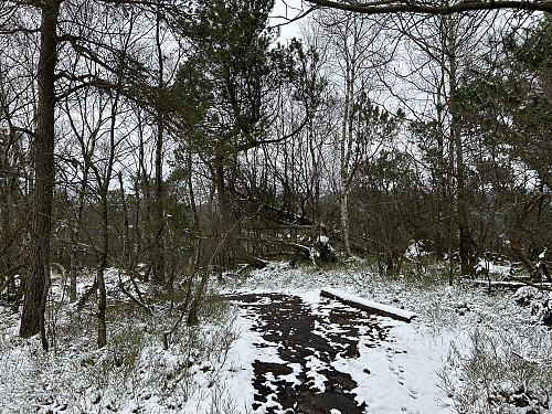 Toppunktet på Bogafjellet ligger mer inne i skogen hundre meter fra utsikten.